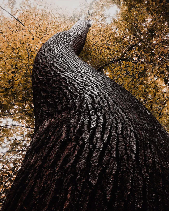 Dyllon Wolf From Huntingtown Md, United States, 2nd Place, Trees