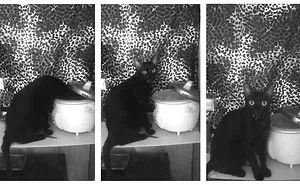 236 Times Pets Were Caught Red-Handed