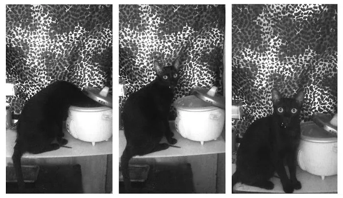 Not Her!    Its Her Human Thats Caught Redhanded Spying!