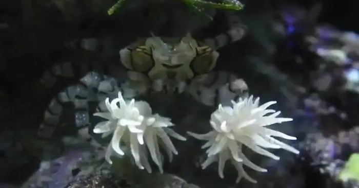 These Crabs Use Sea Anemones As Boxing Gloves To Fight Their Enemies, But They Look Like Cheerleaders