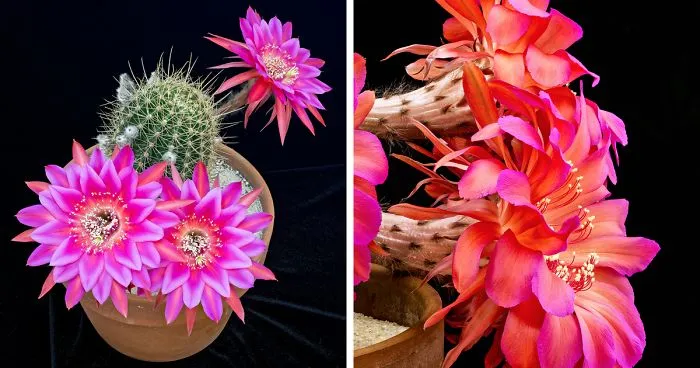 Blooming Cactus Flower Timelapse