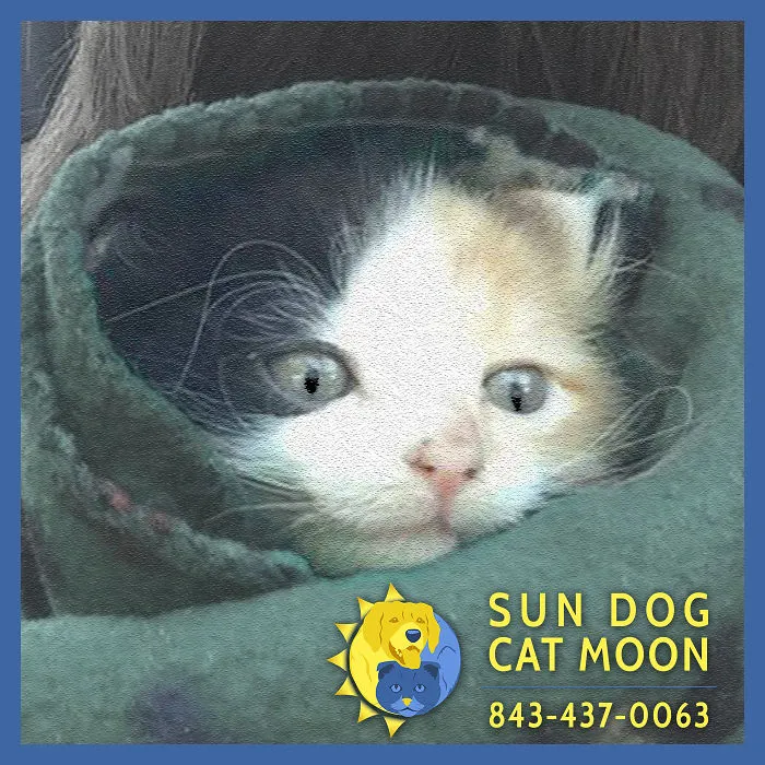 Amazing Kitten Survives A Night Buried Alive