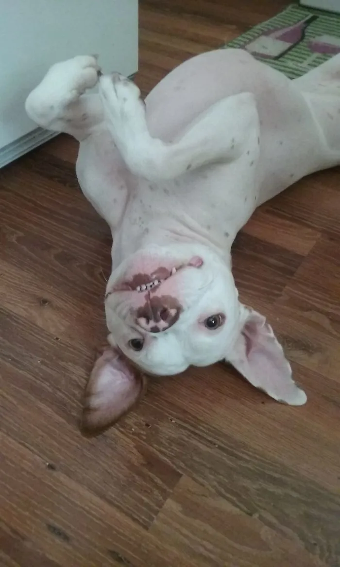 Rox Begging For A Treat....bat Dog!