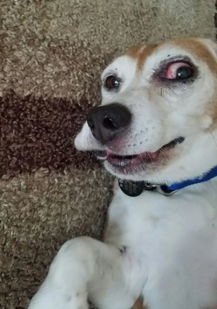 Louie J Beagle Just Chillin'