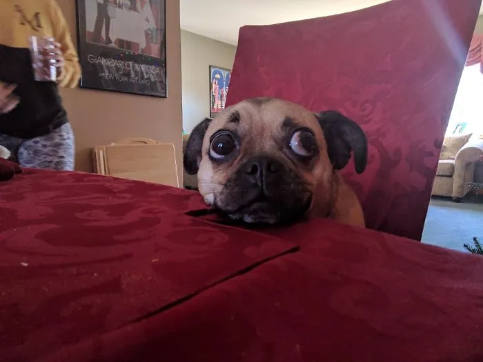 But I Want To Be Where The People Are...where The Food Is...at The Dinner Table