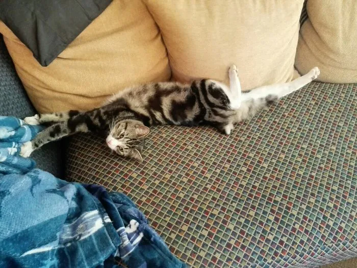 I Woke Up Like This*    (yes We Had To Amputate His Tail, Because He Broke It)