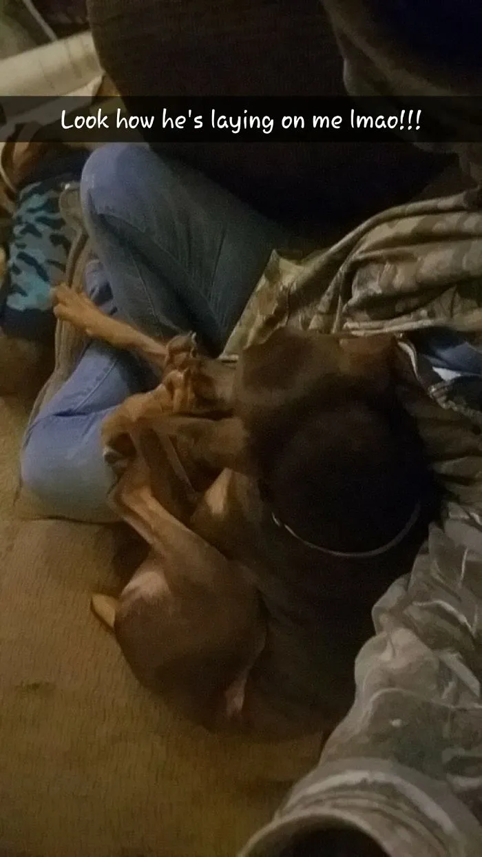 I Think My Dog Broke