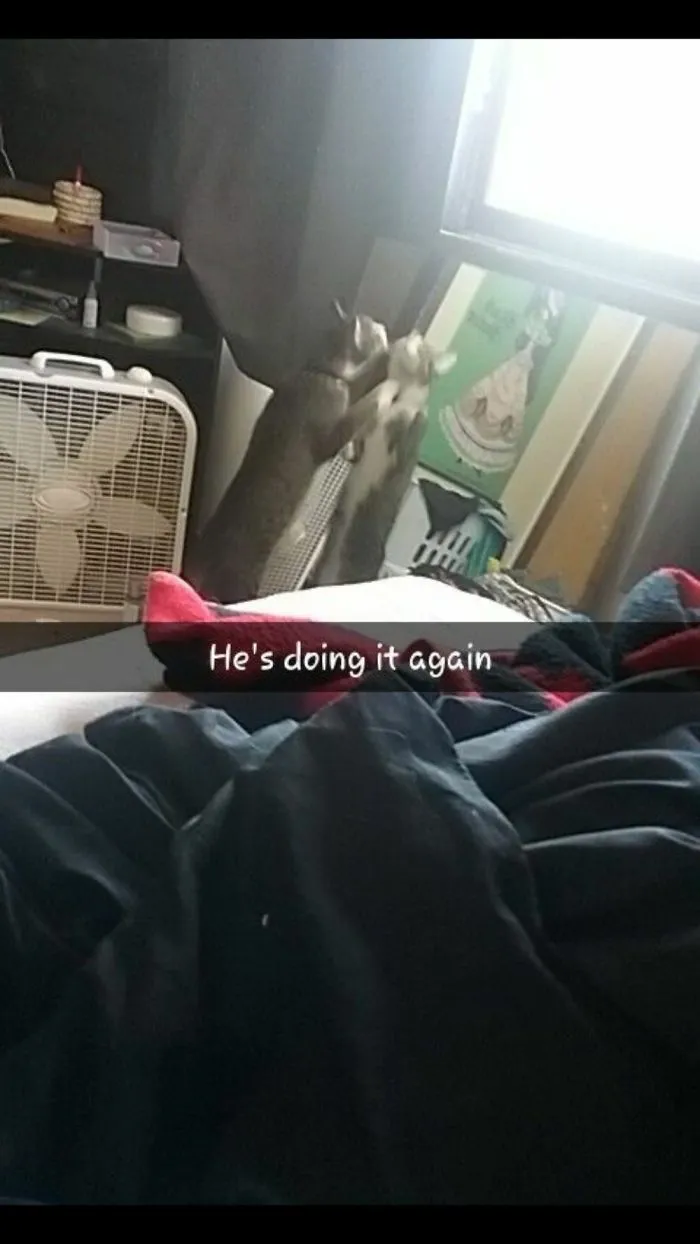 He Either Sits And Stares At Himself In The Mirror Or Attacts The Cat Staring Back At Him.