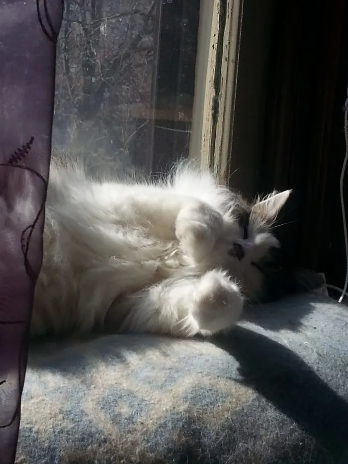 Sunny Floof
