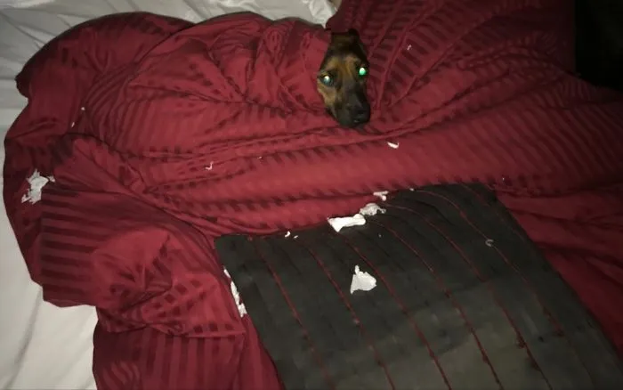 Found That Deckard Haf Cacooned Himself When I Tried To Go To Bed.