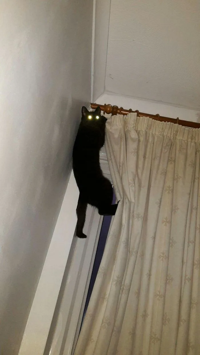 Spider Cat... Spider Cat...
