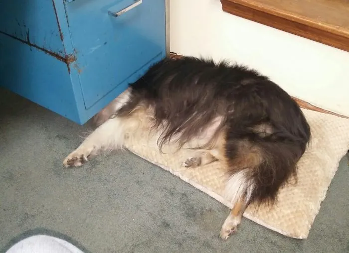 She Likes To Sleep With Her Head Under The Desk