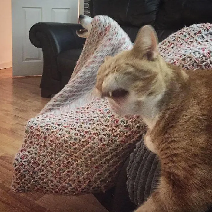 Spongebob Trying To Be Weirder Than His Dog Brother