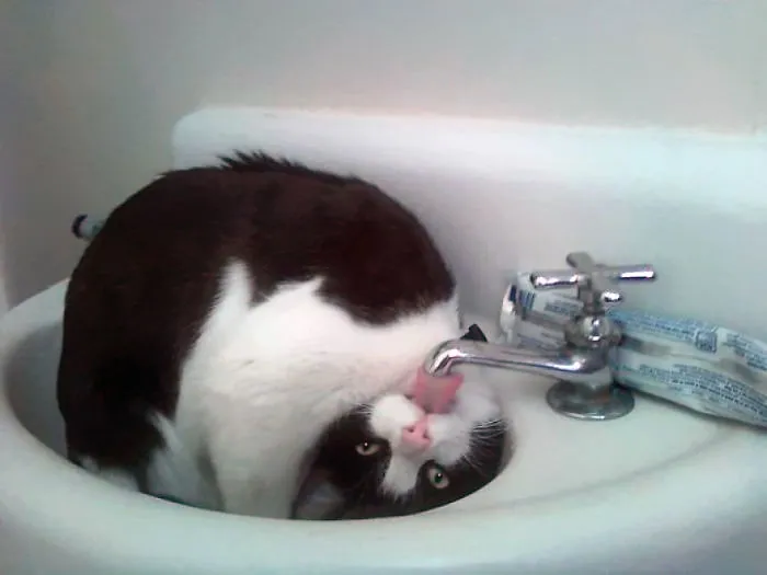 Why Can't He Just Drink Out Of The Bowl Like A Normal Cat?