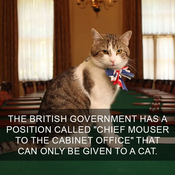 68 Amazing Cat Facts That You Probably Didn't Know