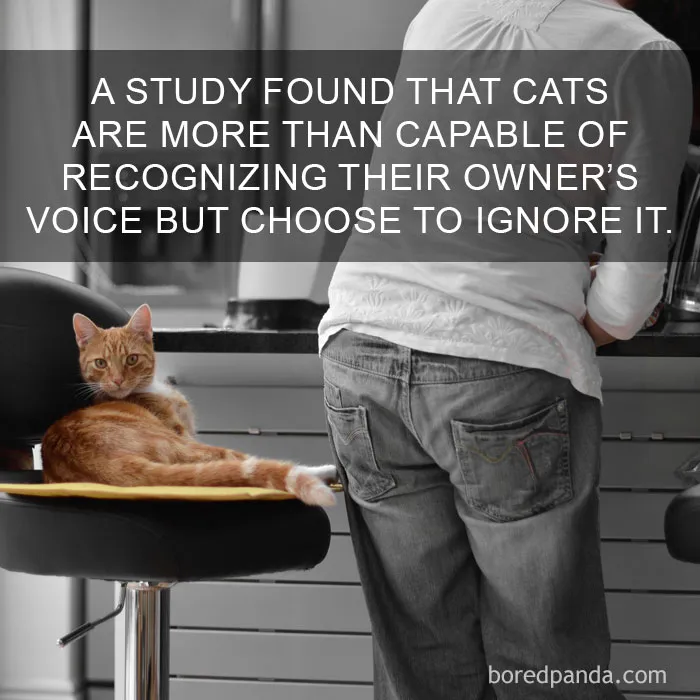 68 Amazing Cat Facts That You Probably Didn't Know