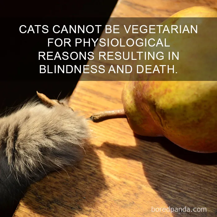 68 Amazing Cat Facts That You Probably Didn't Know