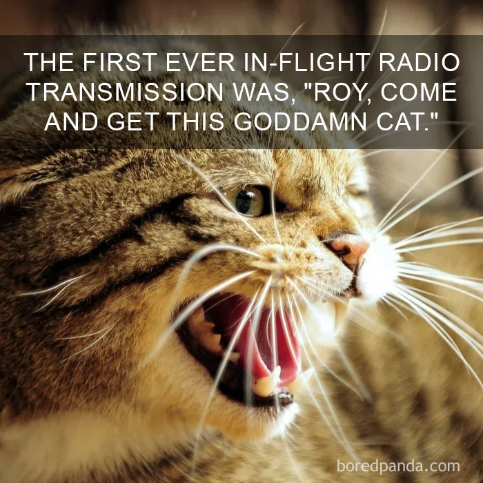 68 Amazing Cat Facts That You Probably Didn't Know