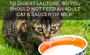 68 Amazing Cat Facts That You Probably Didn't Know