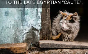 68 Amazing Cat Facts That You Probably Didn't Know