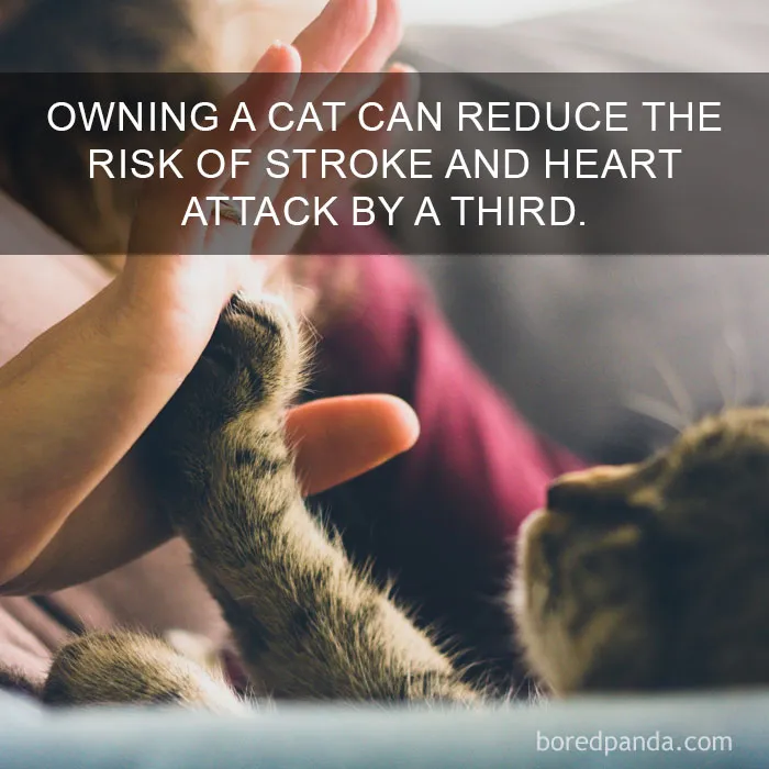68 Amazing Cat Facts That You Probably Didn't Know