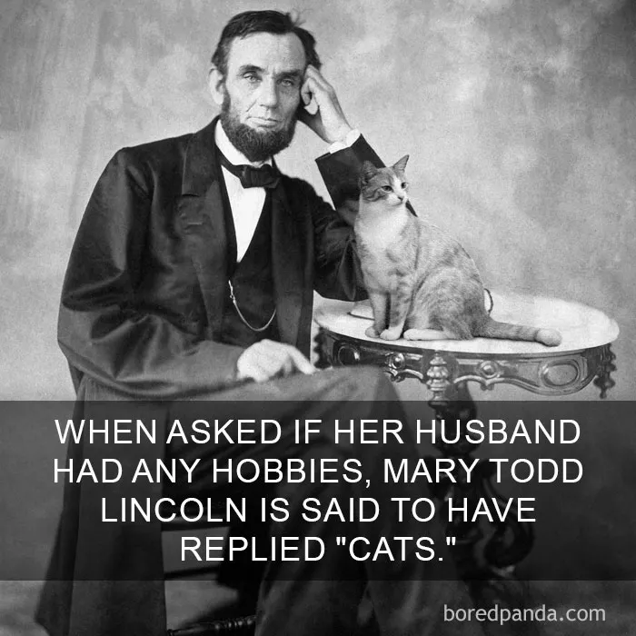 68 Amazing Cat Facts That You Probably Didn't Know