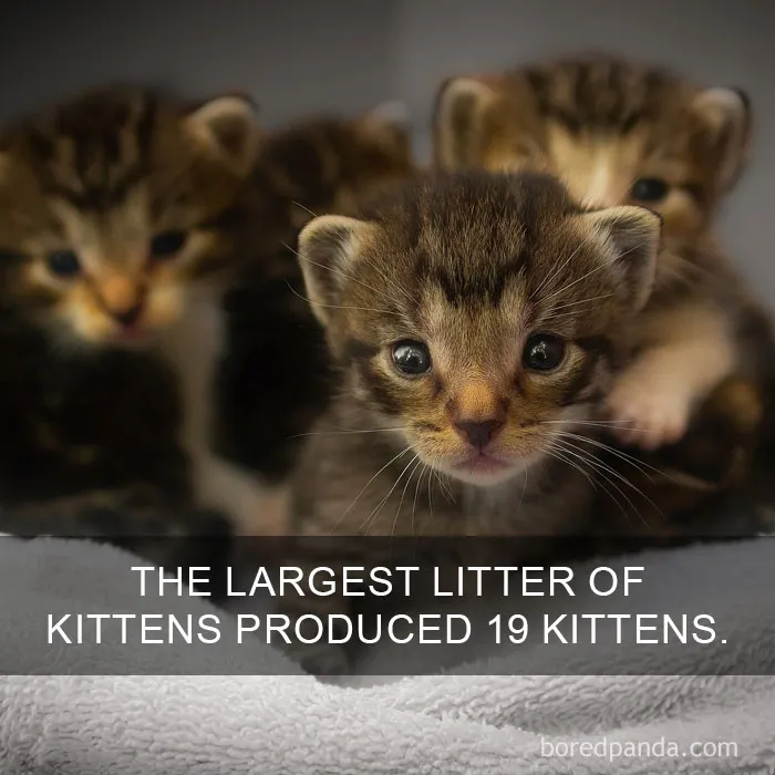 68 Amazing Cat Facts That You Probably Didn't Know
