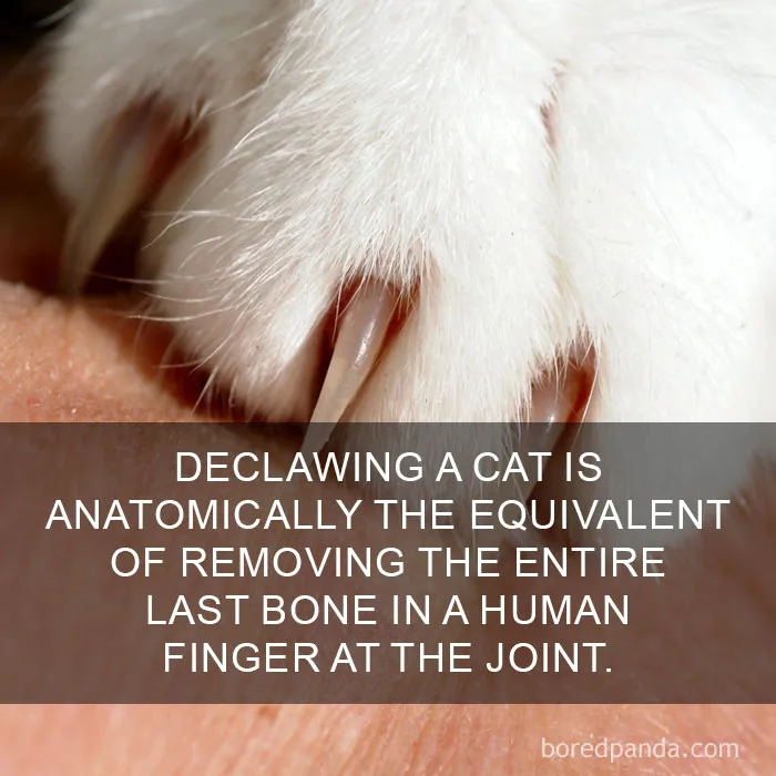 68 Amazing Cat Facts That You Probably Didn't Know