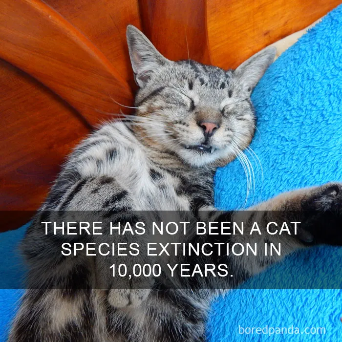 68 Amazing Cat Facts That You Probably Didn't Know