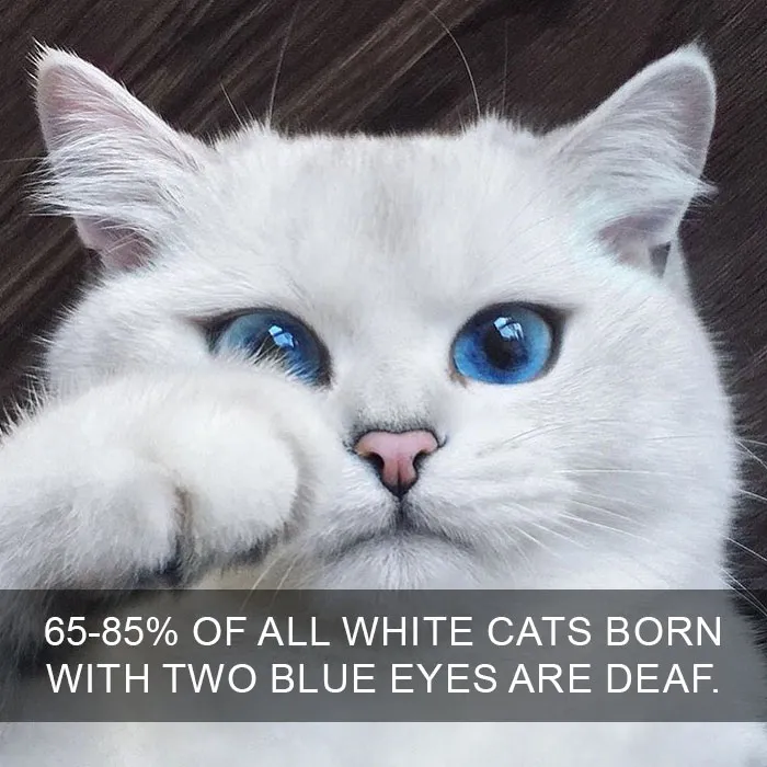 68 Amazing Cat Facts That You Probably Didn't Know
