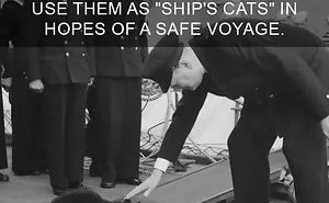 68 Amazing Cat Facts That You Probably Didn't Know