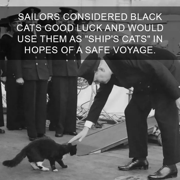 Cat Fact