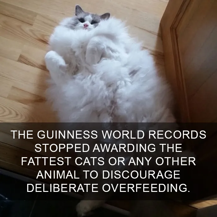 68 Amazing Cat Facts That You Probably Didn't Know