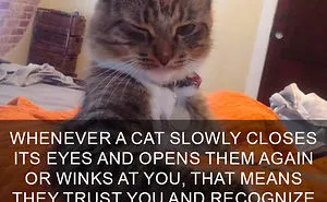 68 Amazing Cat Facts That You Probably Didn't Know