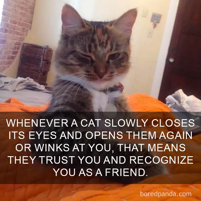 68 Amazing Cat Facts That You Probably Didn't Know