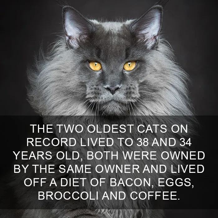 68 Amazing Cat Facts That You Probably Didn't Know