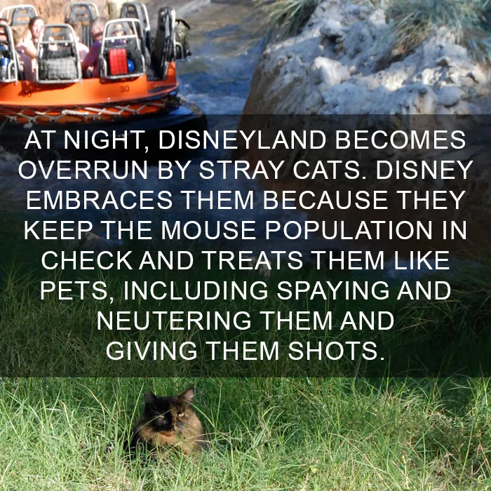 68 Amazing Cat Facts That You Probably Didn't Know