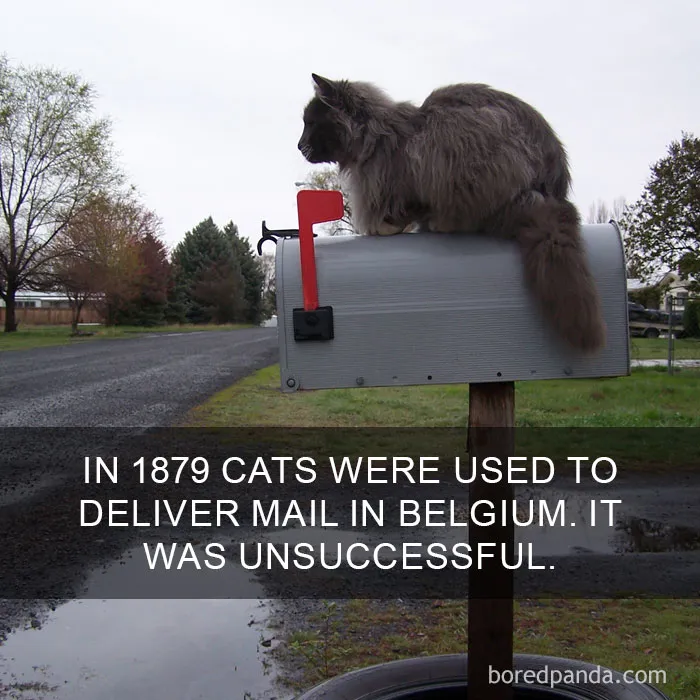 68 Amazing Cat Facts That You Probably Didn't Know