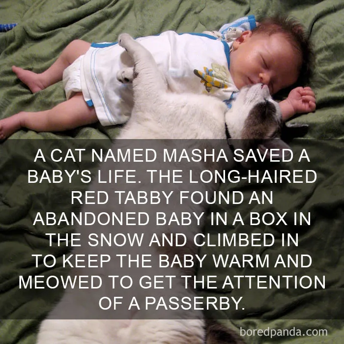 68 Amazing Cat Facts That You Probably Didn't Know