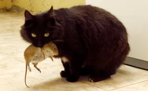 68 Amazing Cat Facts That You Probably Didn't Know