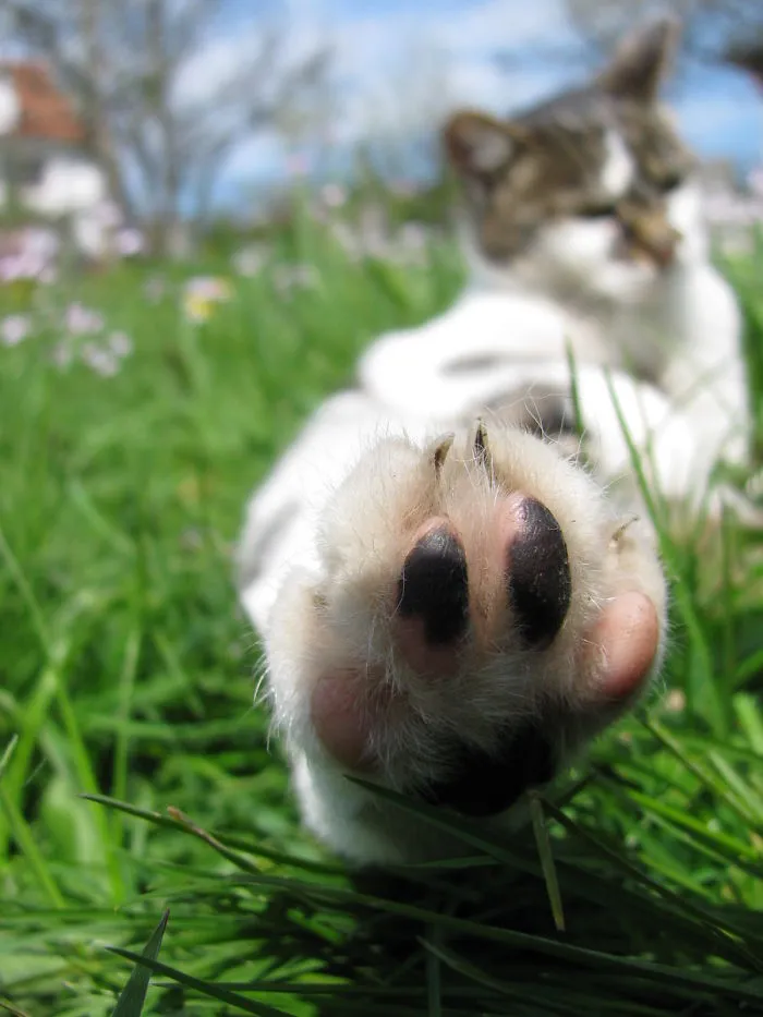 Talk To The Paw...