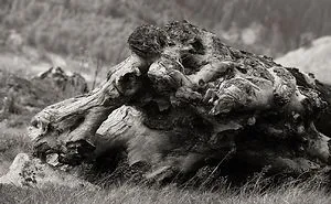Wooden Creatures Photo Series - Nature's Fantastical Shapes And Structures