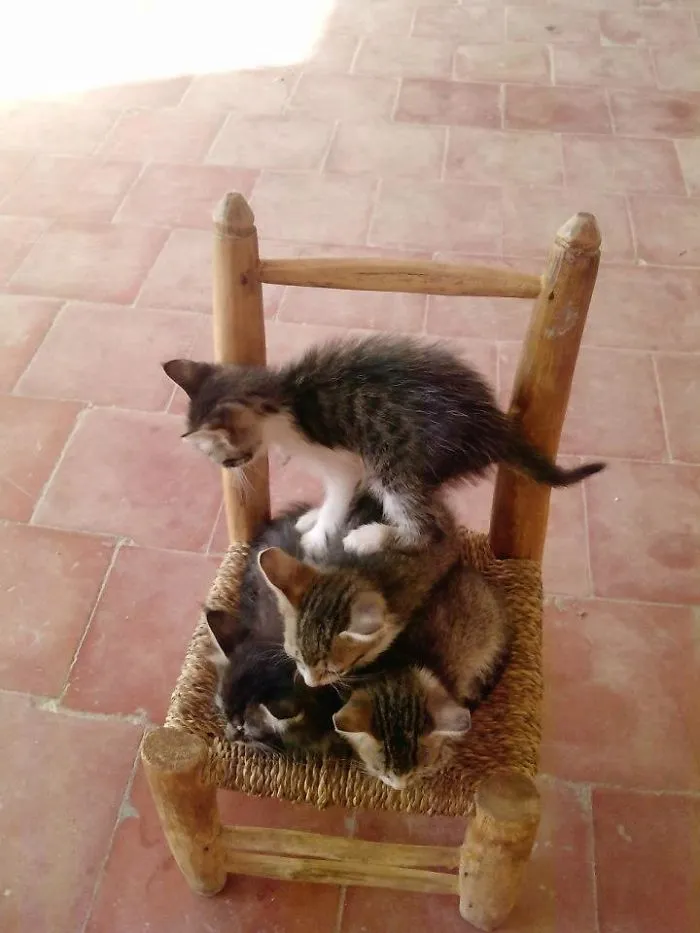 My Ex-4-cats