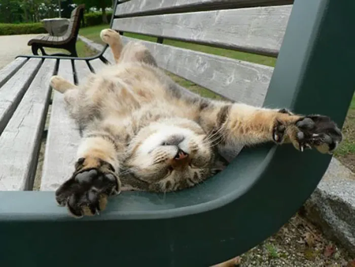 Cat Sunbathing In A A Park
