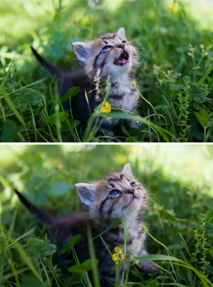 Two Week Old Foster Kitten Meeting The Sun For The First Time