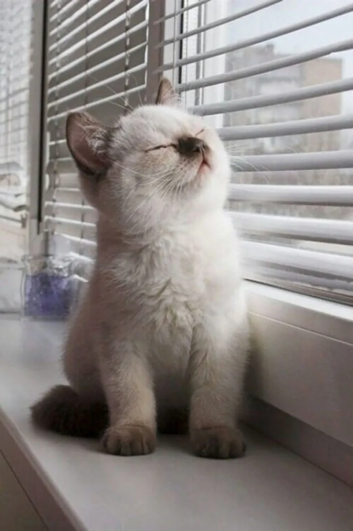 Greeting The Sun