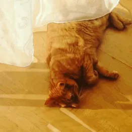 Purrrstretch