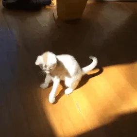 Catching Some Rays