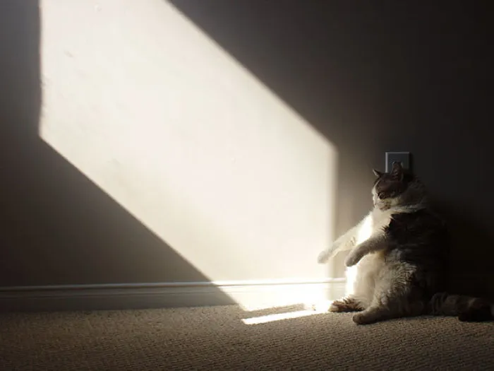 Praise The Sun