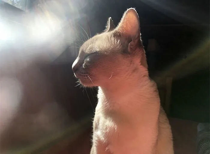 Sun Bath